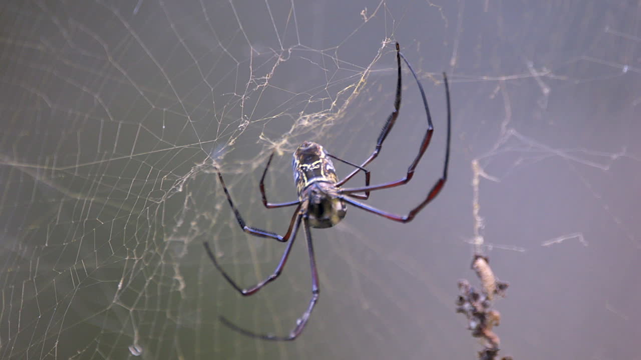 실크 웹에서 이동하고 손상된 부분을 복구하는 골든 오브 웹 스파이더 - 슬로우 모션