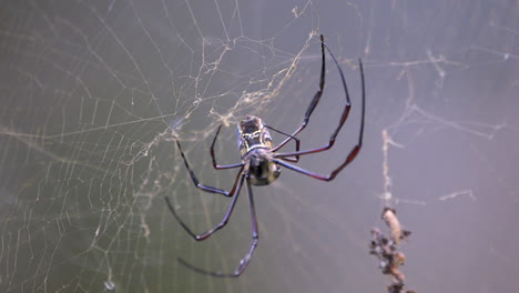 una araña de telaraña dorada moviéndose en su telaraña de seda y reparando las secciones dañadas - cámara lenta