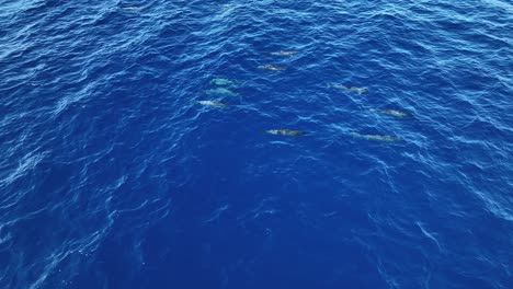 una manada inactiva de delfines hawaianos descansando bajo la superficie del océano
