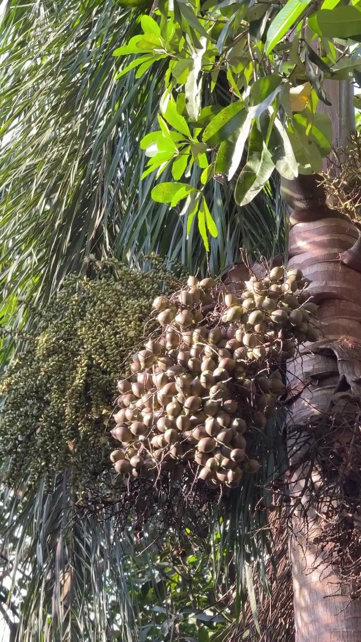 Grappoli di frutti di palma maturi appesi a un albero tropicale