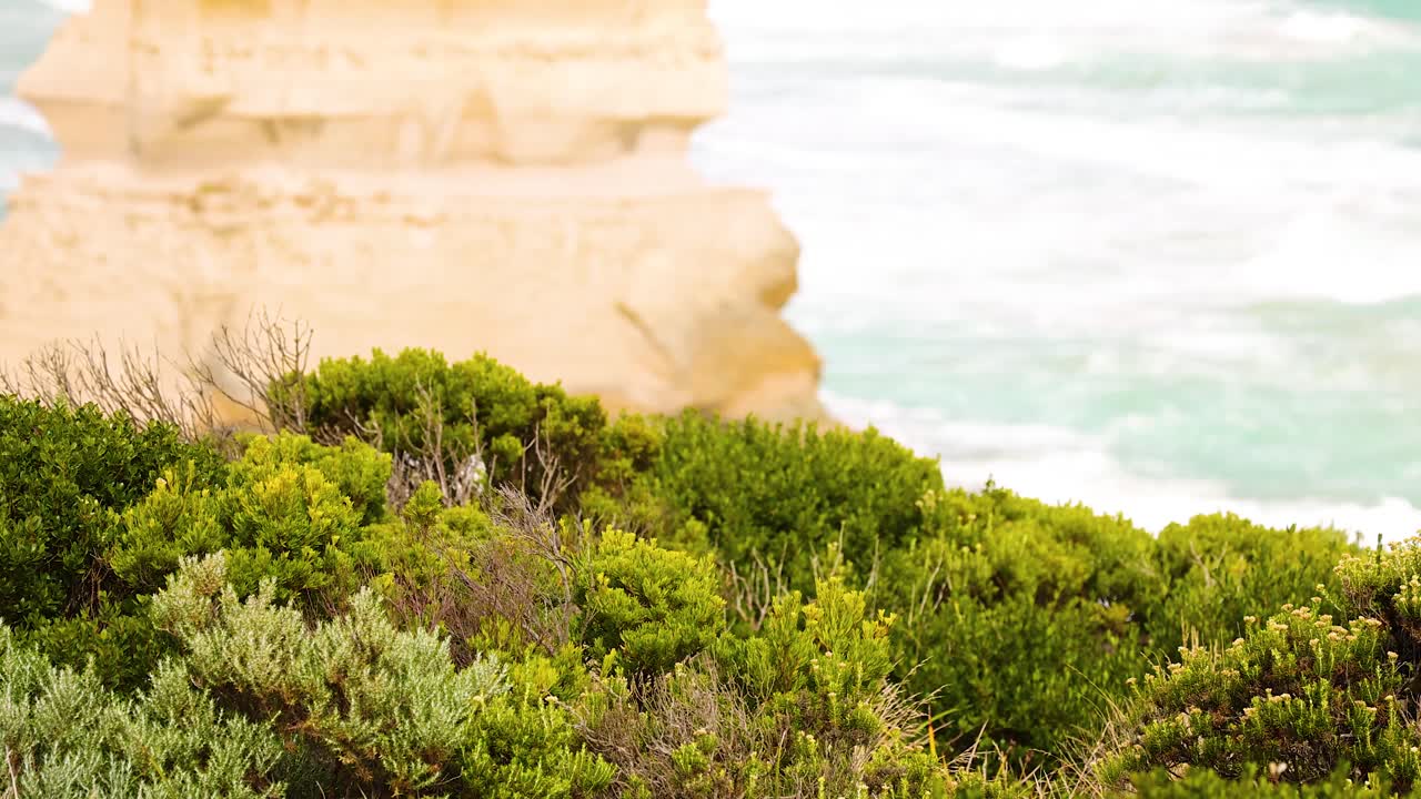 Vibrant green shrubs with ocean and limestone cliffs in the background, captured in bright daylight at Port Campbell