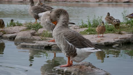 Große-Gans,-Die-Auf-Felsen-Im-Wasser-In-4k-Steht