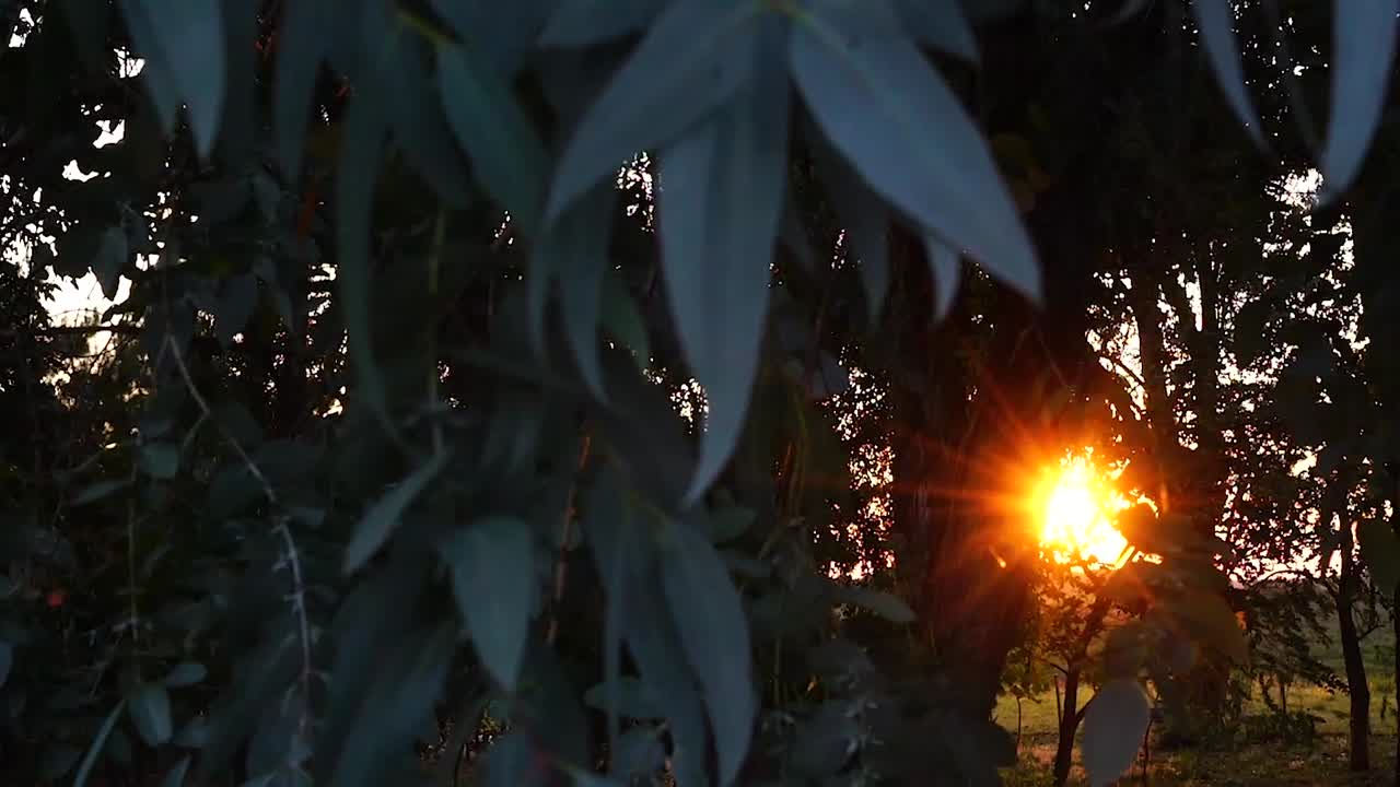 Warm sunset light shining through the trees and leafs (panning)