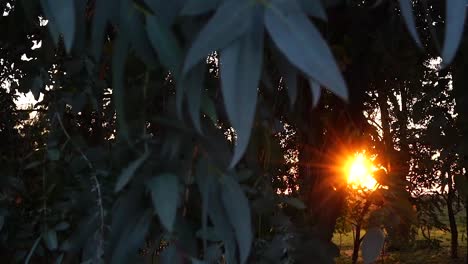 warm sunset light shining through the trees and leafs (panning)