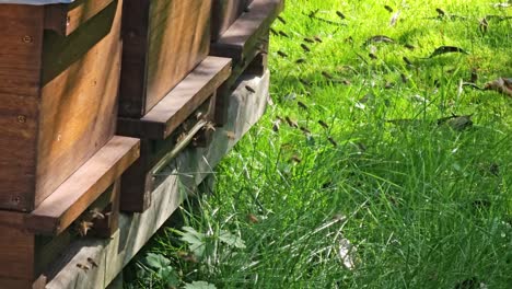 enjambres de abejas en la entrada de la colmena de una abeja de miel densamente poblada volando alrededor en el aire de otoño
