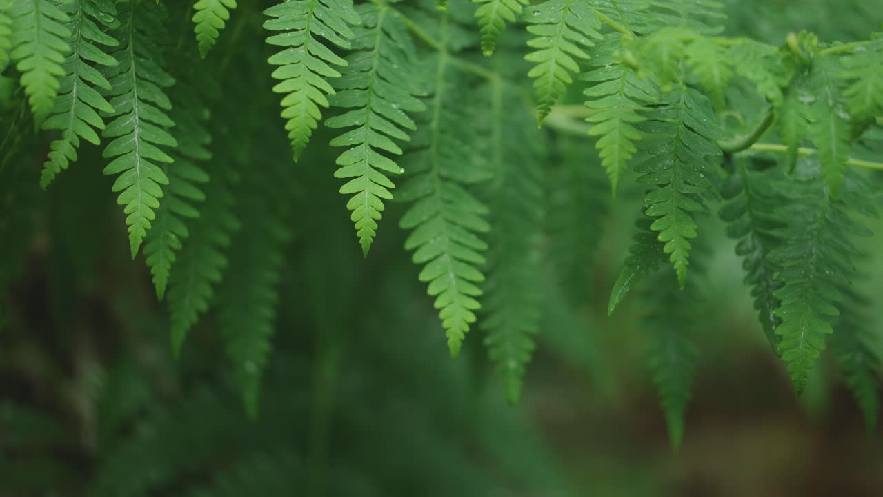 exuberante bosque tropical verde, la luz del sol cayendo en el helecho, el enfoque del estante macro nueva zelanda agua en la hoja, simetría