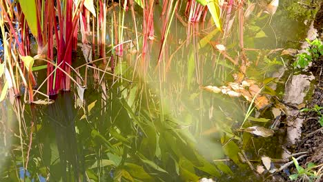 lush green and red plants by a pond