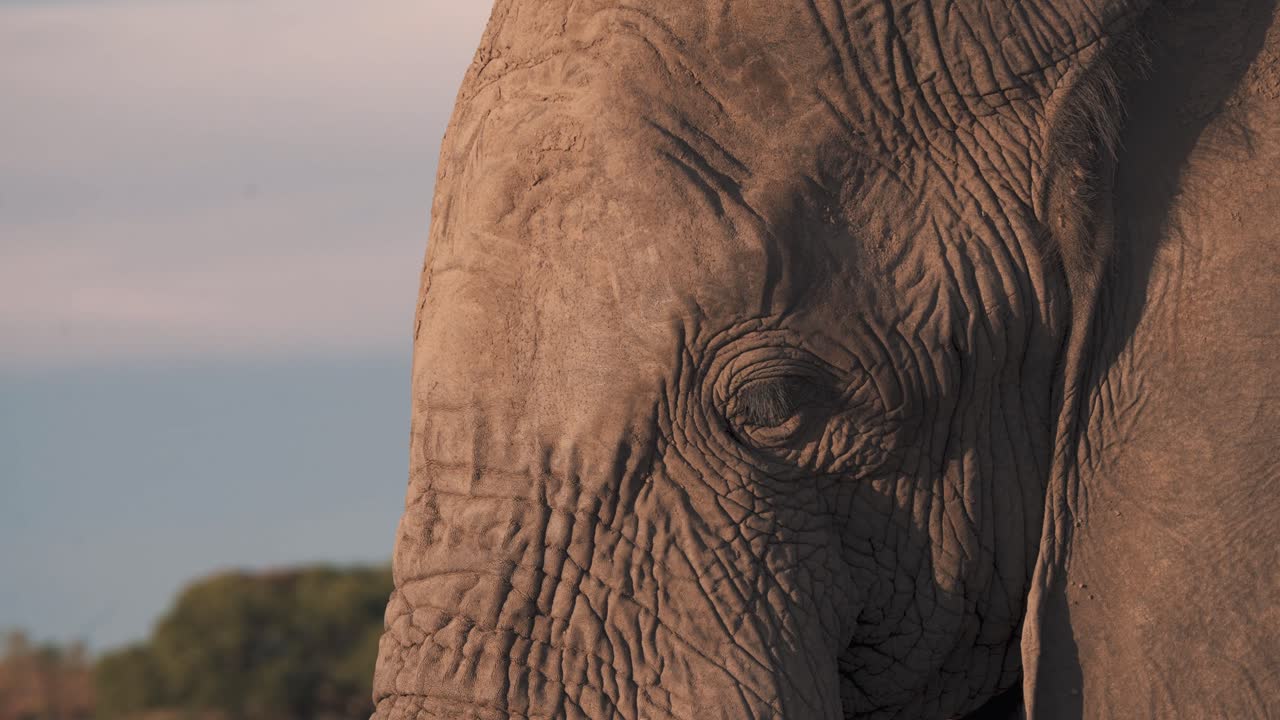 Akşam safari güneşinde Afrika filinin baş profili, yakın çekim.