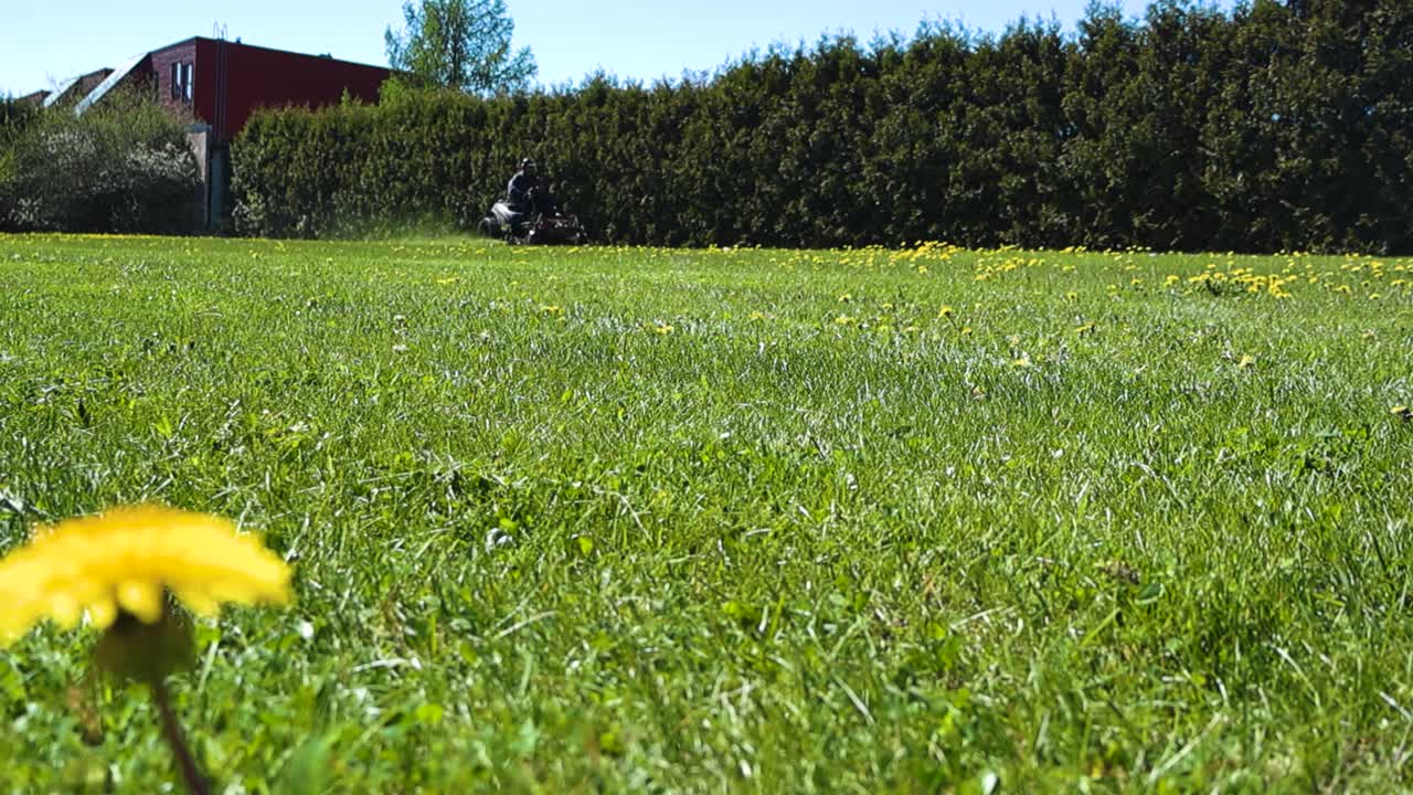 Man with an advanced lawn mower mowing garden vibrant green grass in slow motion where yellow Dandelions grow and one is in the foreground blurry. Grass is flying out from machine in slow motion. Sun.