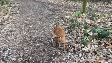 siga la toma de un perro marrón olfateando el suelo y deteniéndose para hacer caca hacia el final