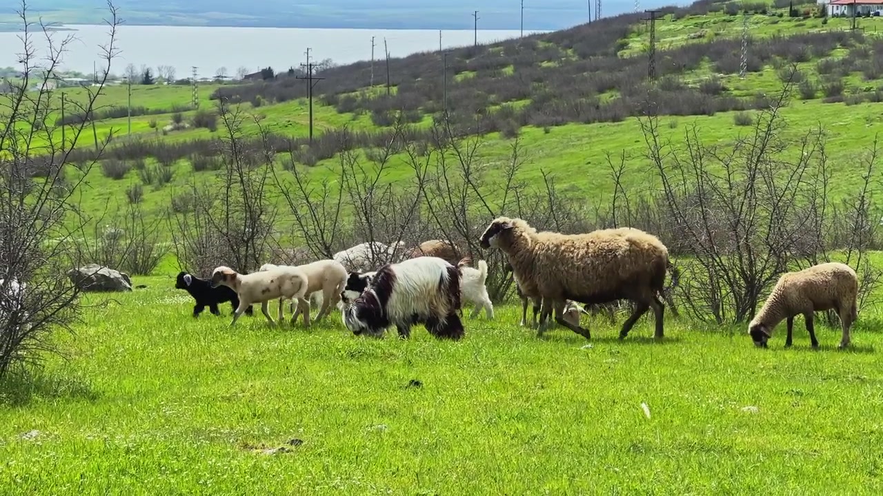 Un gruppo eterogeneo di capre e pecore al pascolo in un campo verde vicino a uno specchio d'acqua durante una giornata serena di primavera