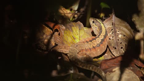 small brown, green lizard hides on jungle floor in tambopata national reserve