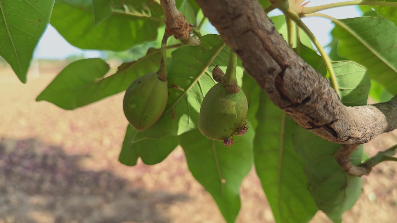 Primo piano di frutti di mahua verdi che pendono da un ramo d'albero con foglie fresche in una calda luce diurna e uno sfondo sfocato di campi agricoli rurali in un ambiente naturale all'aperto.