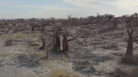 baobab trees in kubu island at makgadikgadi pan area in botswana