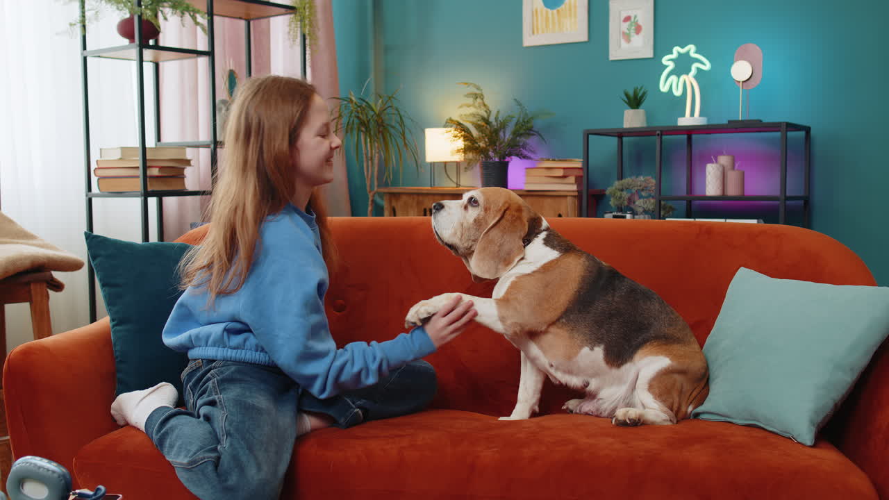 Young girl child teaching cute beagle dog tricks and training it playing with pet at home room sofa