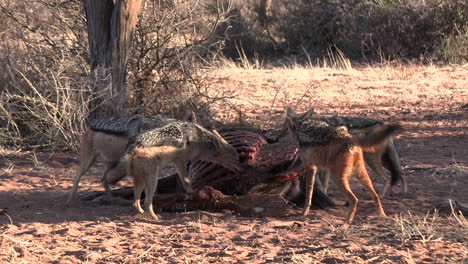 black backed jackal, the scavengers feed on the remains of an antelope carcass