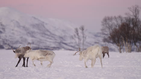 playful young caribou in white snowy winter habitat of the arctic circle