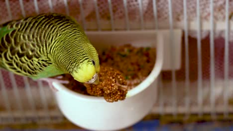 Cute-baby-green-budgie-is-eating-millet-seeds-out-of-the-seed-bowl-inside-the-cage