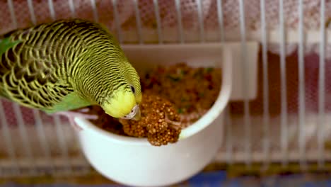 cute baby green budgie is eating millet seeds out of the seed bowl inside the cage