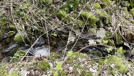 small-stream-in-a-forest-between-stones