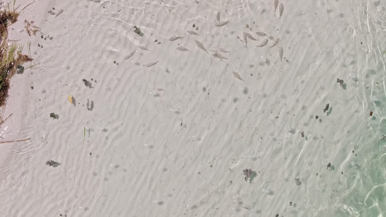 Drone top down view above transluscent mullet fish playing in sandy shallow shores