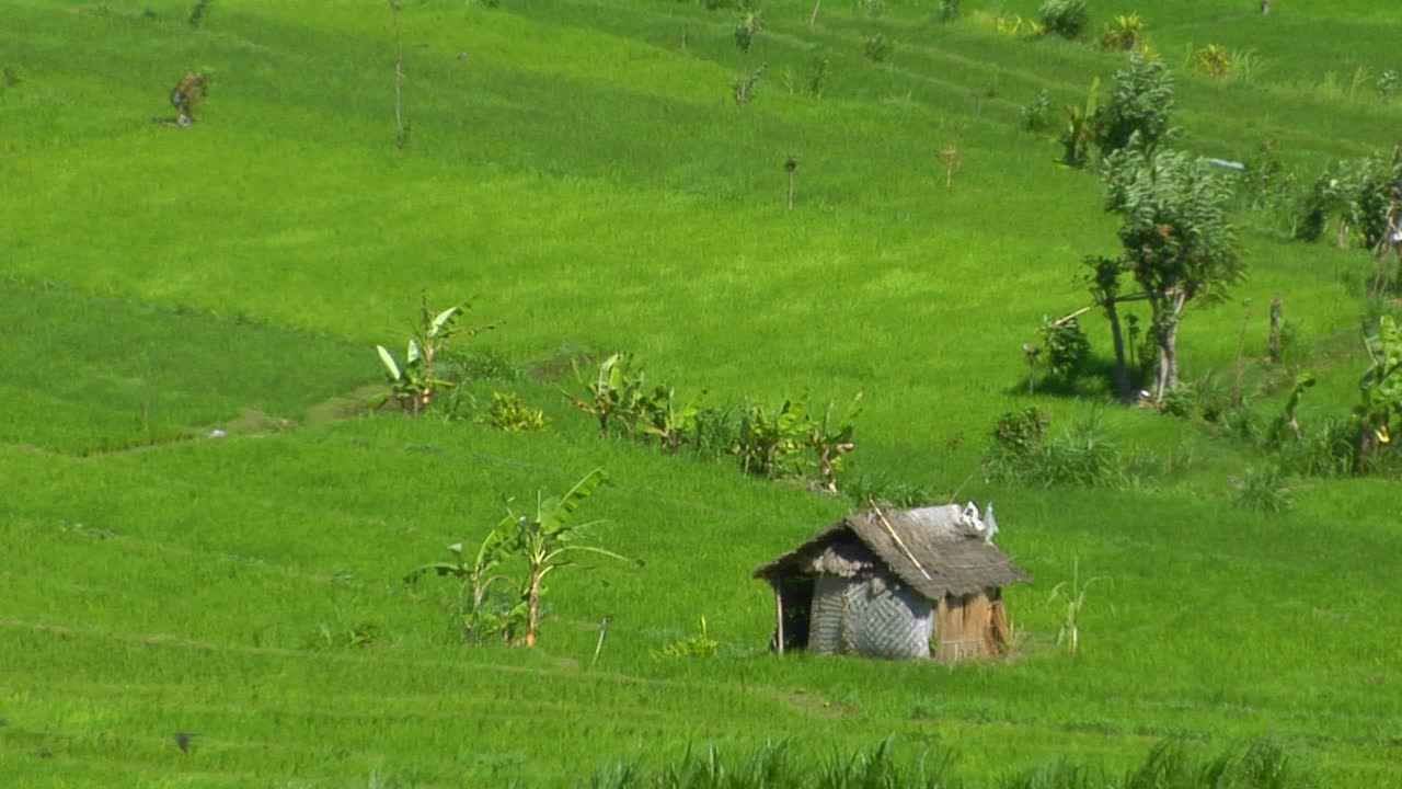 angin bertiup melintasi sebuah peternakan padi teras hijau yang subur