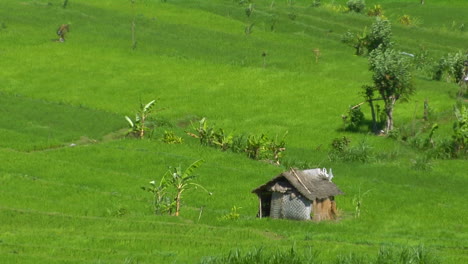 wind blows across a lush green terraced rice farm