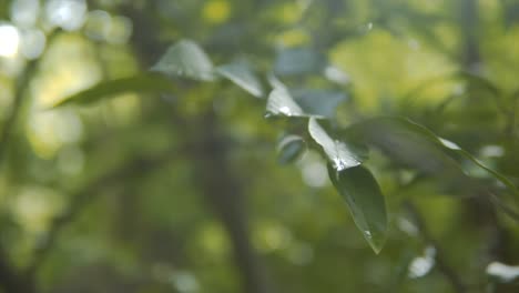 Primer-Plano-De-Las-Hojas-De-Un-árbol.