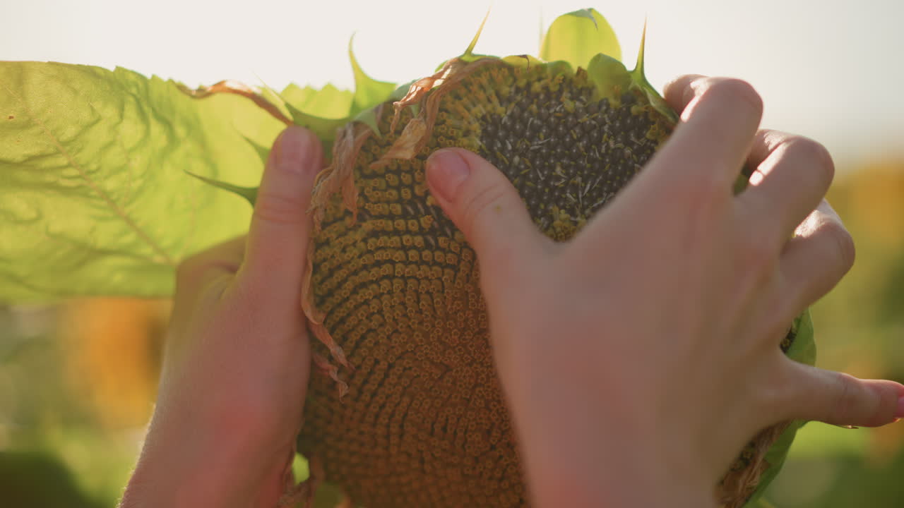 따뜻한 햇빛 아래 해바라기 머리를 들고 씨앗 패턴을 부드럽게 살펴보며 익은 정도와 텍스처를 검사하는 클로즈업된 손, 부드러운 황금빛 역광, 들판 분위기, 소박한 여름 분위기