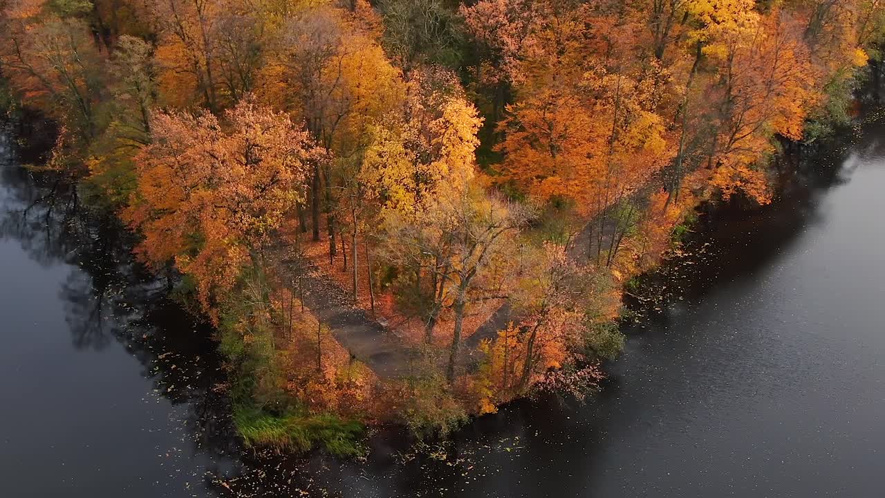bosque aéreo en increíbles sombras de otoño con la carretera escondida bajo las copas de los árboles