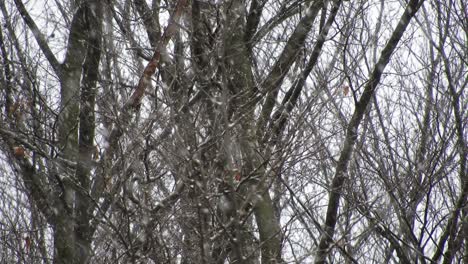 snowing over tree branches, cold weather close to the holidays