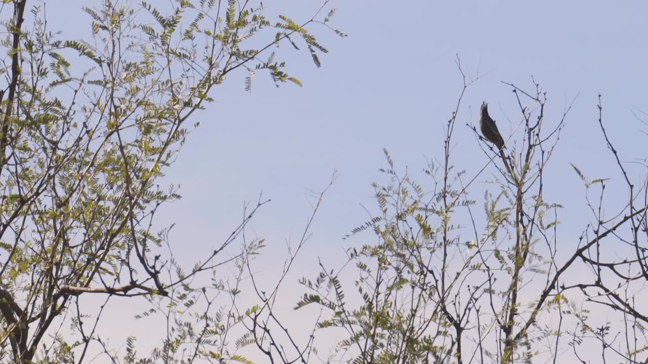 Male Pyrrhuloxia sits in the high branches of a Sonoran velvet mesquite tree
