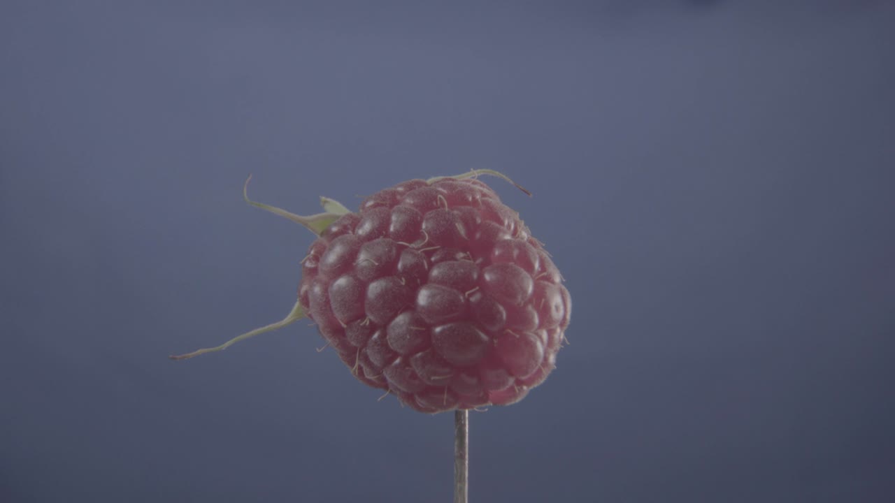 Raspberry rotating with loop on blue screen for chroma key