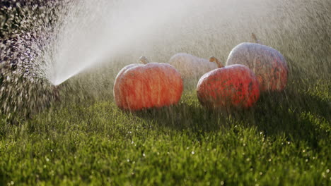 Drei-Kürbisse-Liegen-Auf-Dem-Rasen,-Sie-Werden-Von-Einer-Automatischen-Bewässerungsanlage-Mit-Wasser-übergossen.-Frische-Und-Reinheit-Des-Herbstes