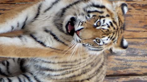 close-up of an angry tiger with big teeth. vertical video. sumatran tiger shaving its teeth