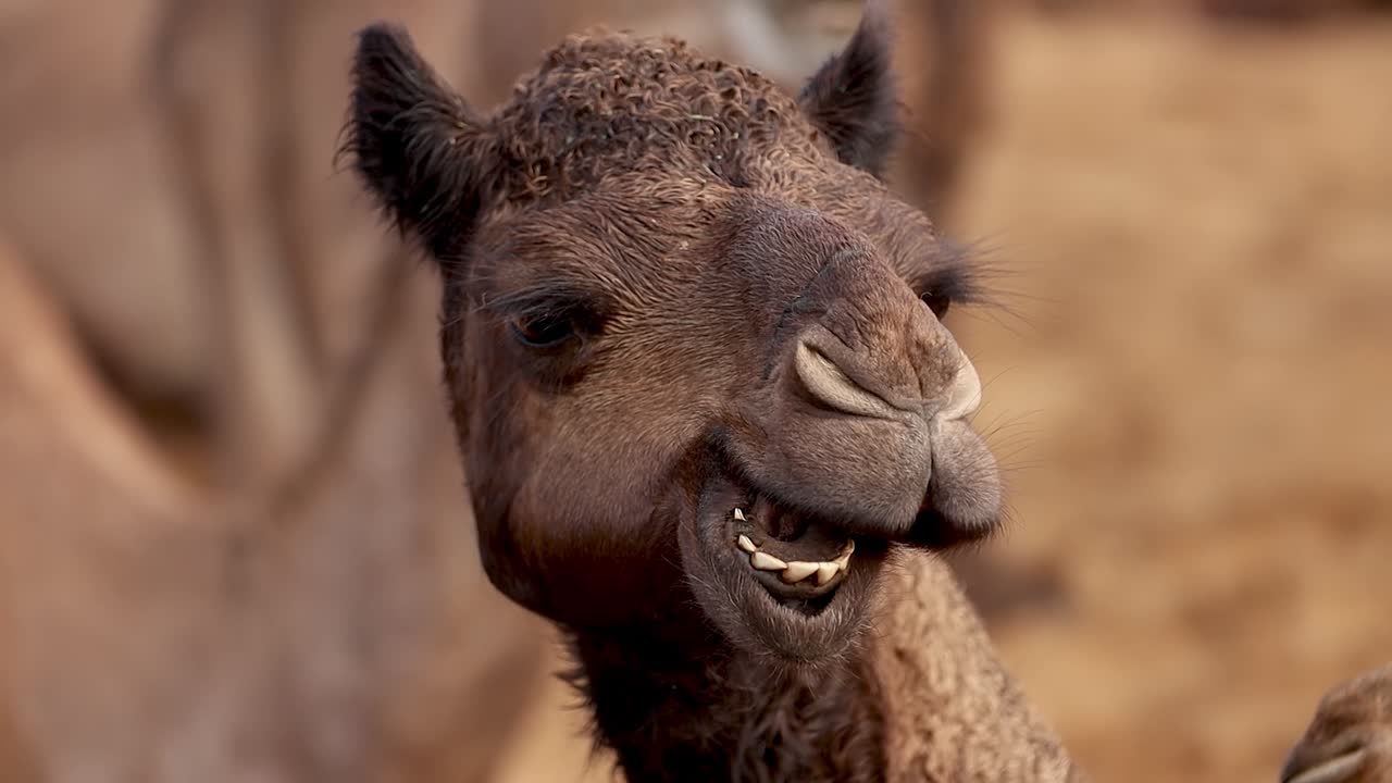 푸쉬카르 박람회에서 슬로우 모션의 낙타, 또한 푸쉬카르 낙타 박람회 또는 지역적으로 카르티크 멜라 (kartik mela) 라고 불리는 인도 푸쉬카르 라자스탄 시에서 매년 열리는 다일 축산 박람회 및 문화 박람회입니다.