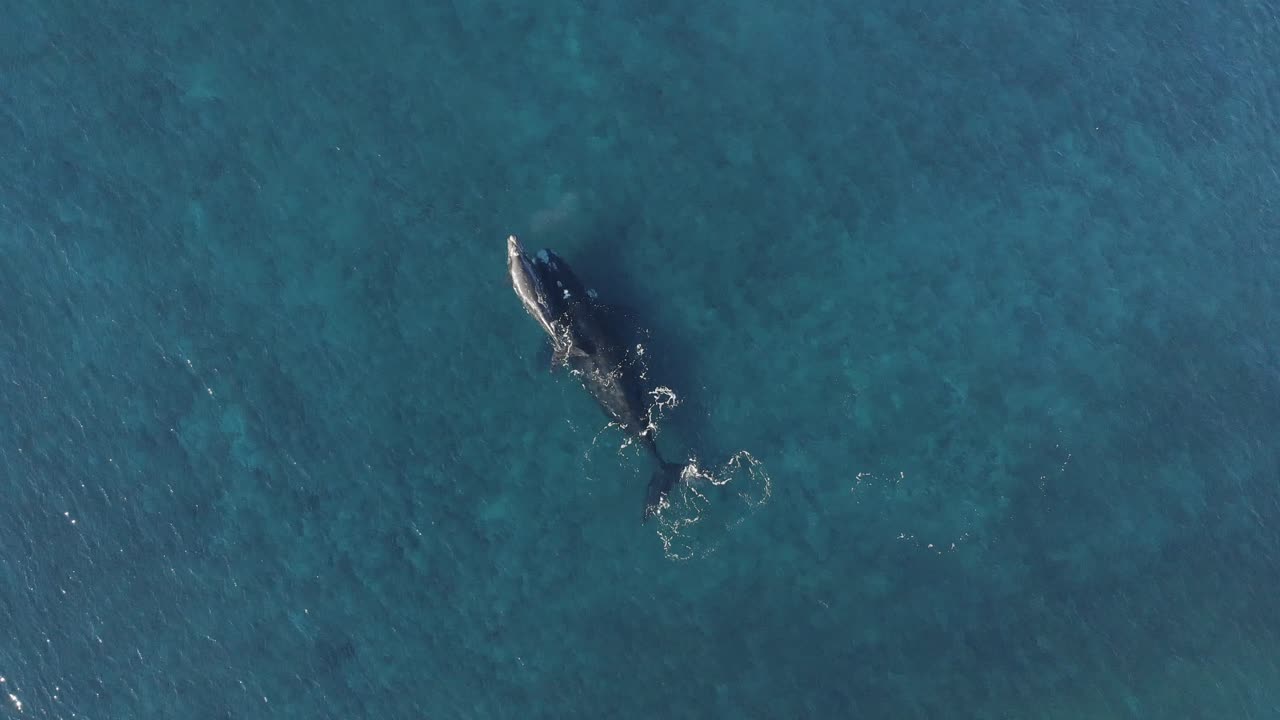 푸른 바다에서 수영하는 새끼 새끼와 함께 고래 엄마