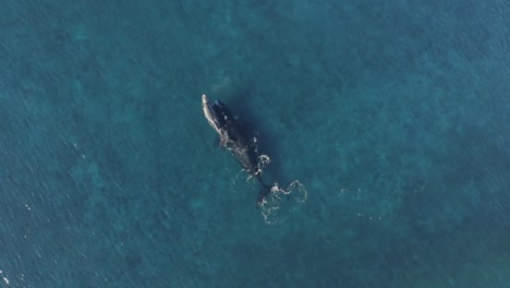 whale mother with baby calf swimming in blue ocean