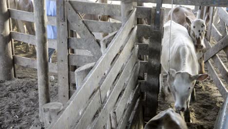 tiroteo de un grupo de lindos terneritos que se trasladan a una cerca