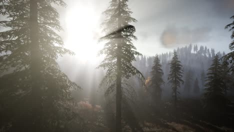 Sun-Beams-through-Trees