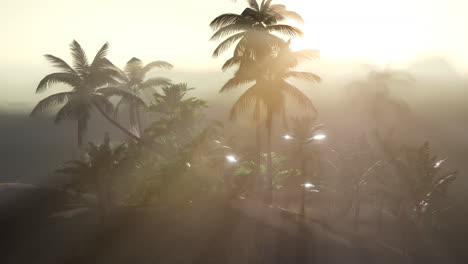 Coco-palm-trees-tropical-landscape