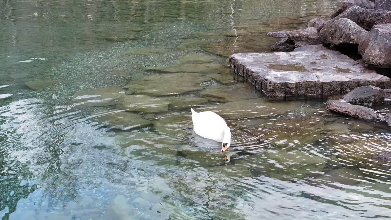 스위스 발렌세 호수에서 헤엄치는 오리