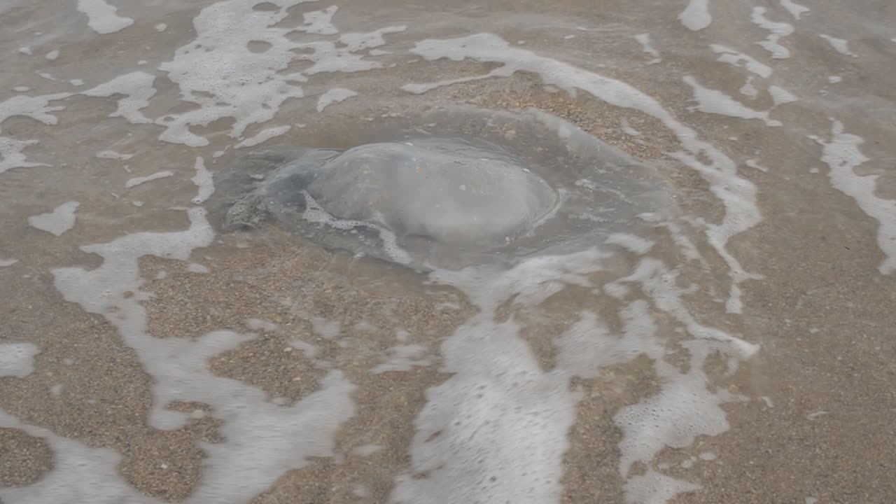 Medusa sulla sabbia. Riprese sulla costa marina