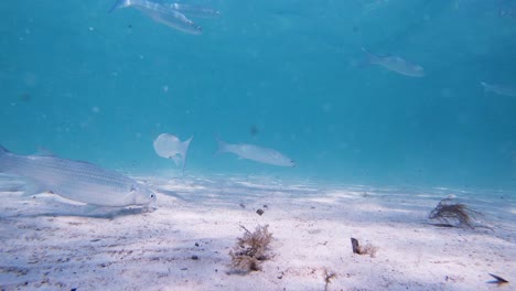 在西班牙馬洛卡海岸的地中海魚群的水下景色在阿爾庫迪亞