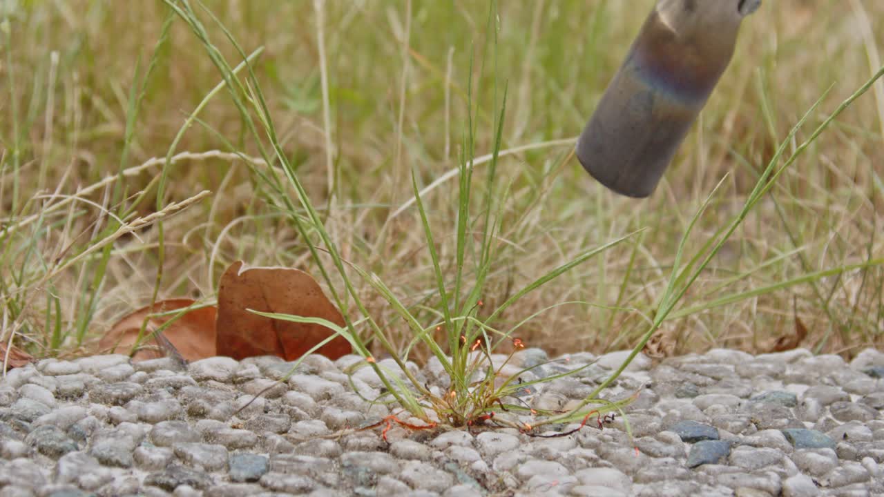 잔디의 가장자리에 있는 잡초가 느린 동작으로 잡초 연소기로 태워지고 있습니다.