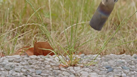 weed at the edge of grass field being incinerated by weed burner in slow motion