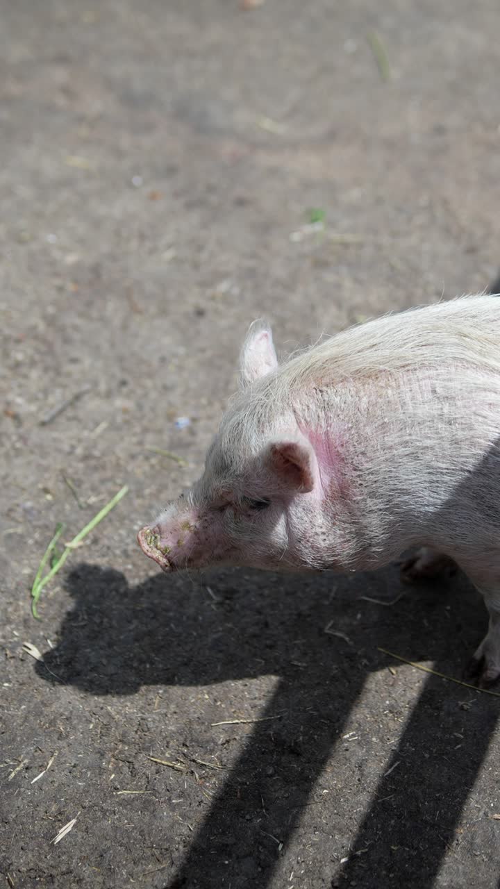 porcos-bebés ao ar livre