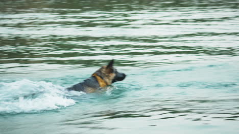 German-Shepherd-Running-On-Dock,-Jumping-Splashing-Into-Clear-Lake-Water