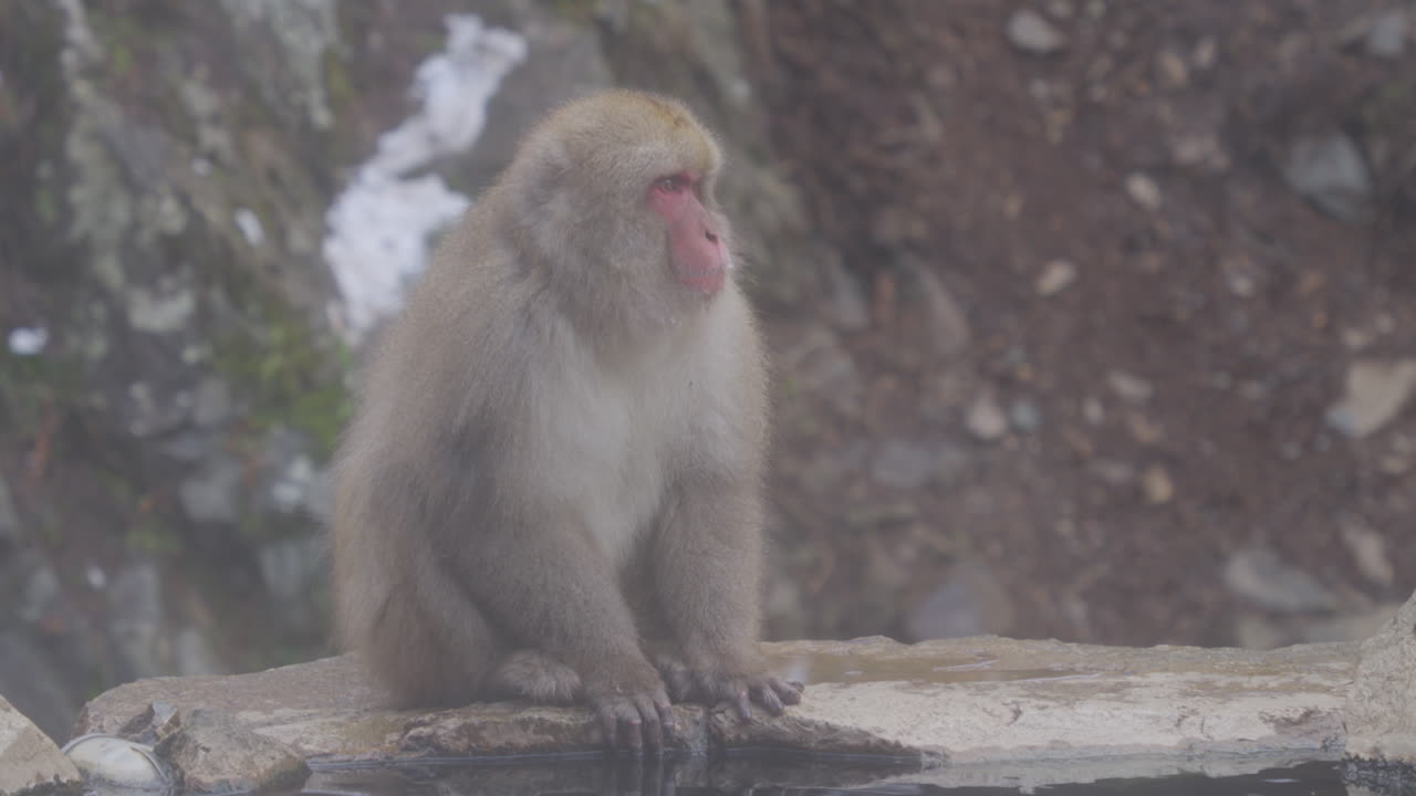 Munching male snow monkey sitting by the hot springs, Yamanouchi, Japan