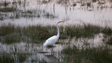 a profile of a white crane as it stands in light rain within a marsh